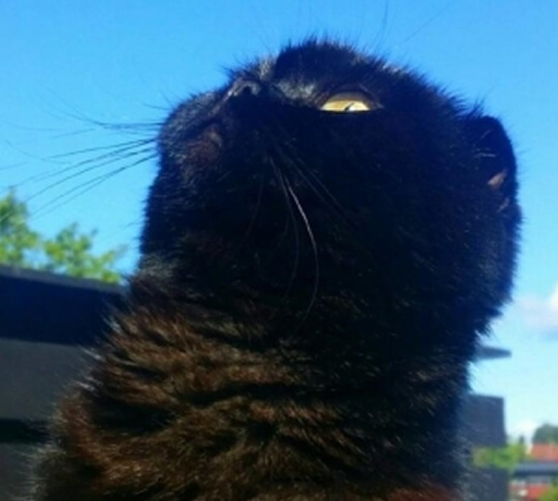 点击大图看下一张：霸气的黑猫图片