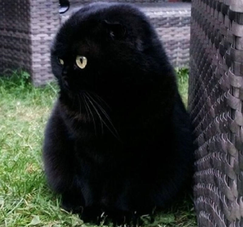 点击大图看下一张：霸气的黑猫图片