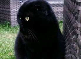霸气的黑猫图片