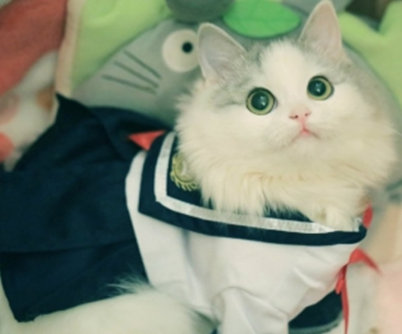 点击大图看下一张：穿衣服的布偶猫写真图片