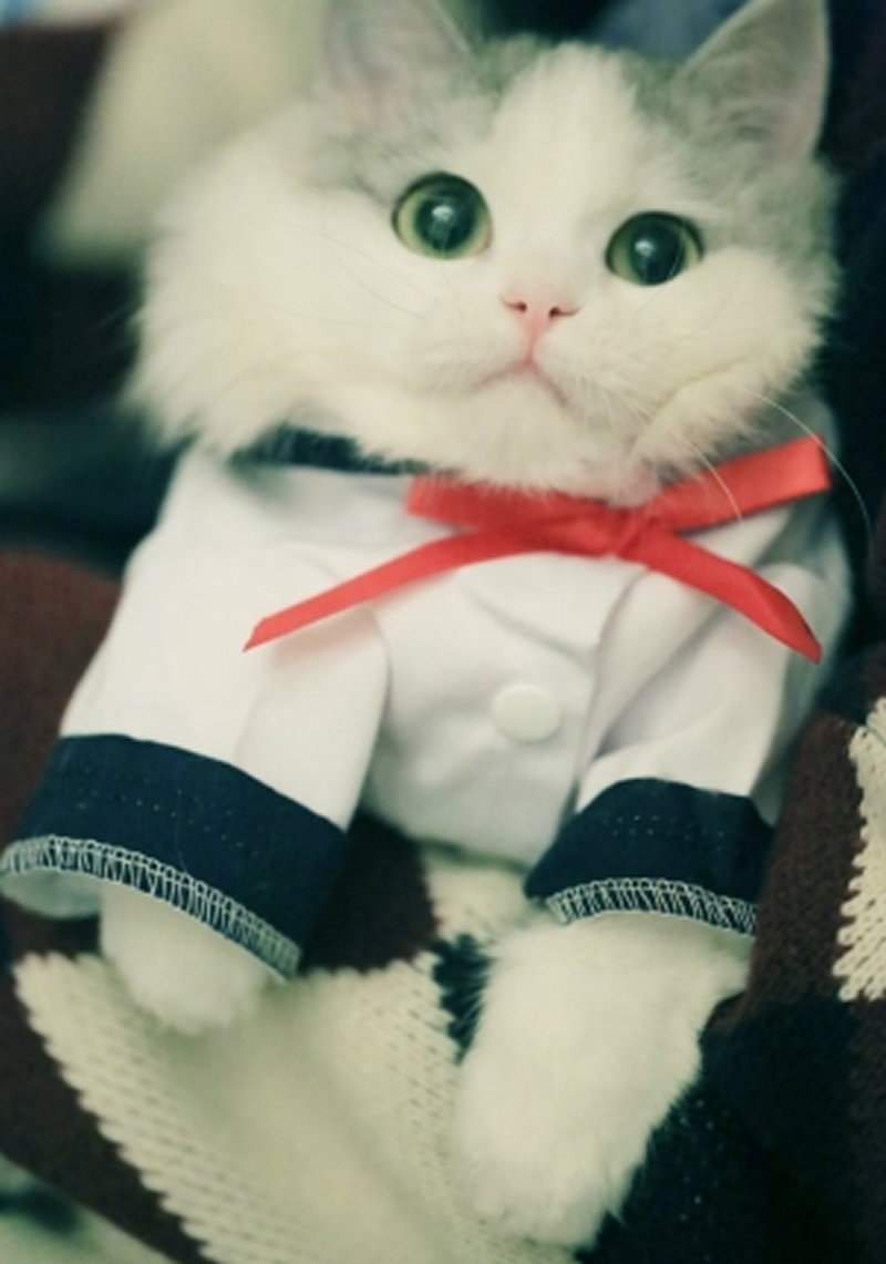 点击大图看下一张：穿衣服的布偶猫写真图片