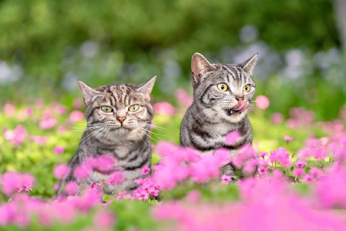 点击大图看下一张：花丛中的虎斑猫图片