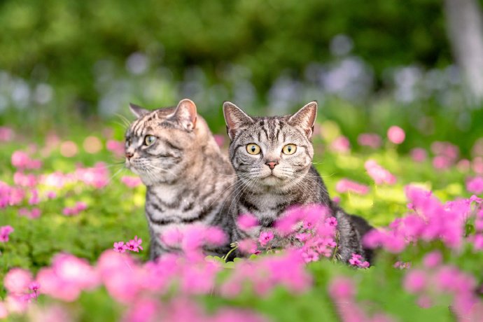点击大图看下一张：花丛中的虎斑猫图片
