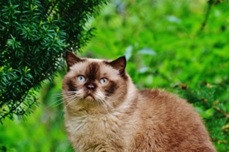 点击大图看下一张：体形圆胖的暹罗猫图片