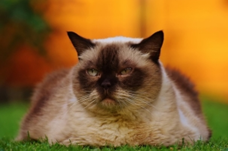 点击大图看下一张：体形圆胖的暹罗猫图片