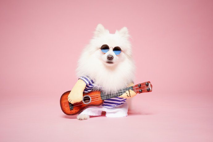 点击大图看下一张：弹吉他帅气的博美狗狗