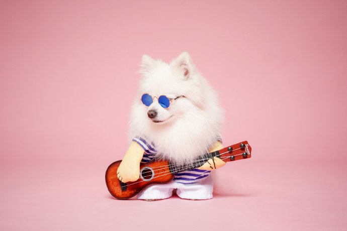 点击大图看下一张：弹吉他帅气的博美狗狗
