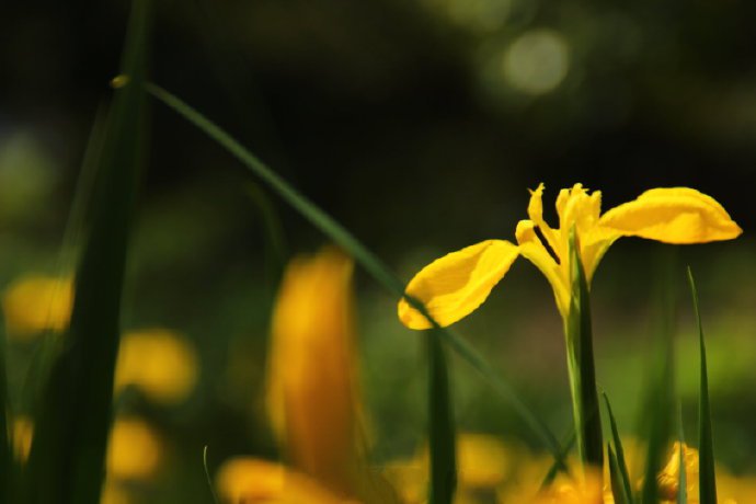 点击大图看下一张：細碎明亮、生机勃勃的小黄花