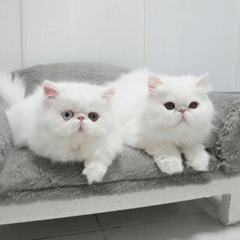 点击大图看下一张：白白胖胖的猫咪图片