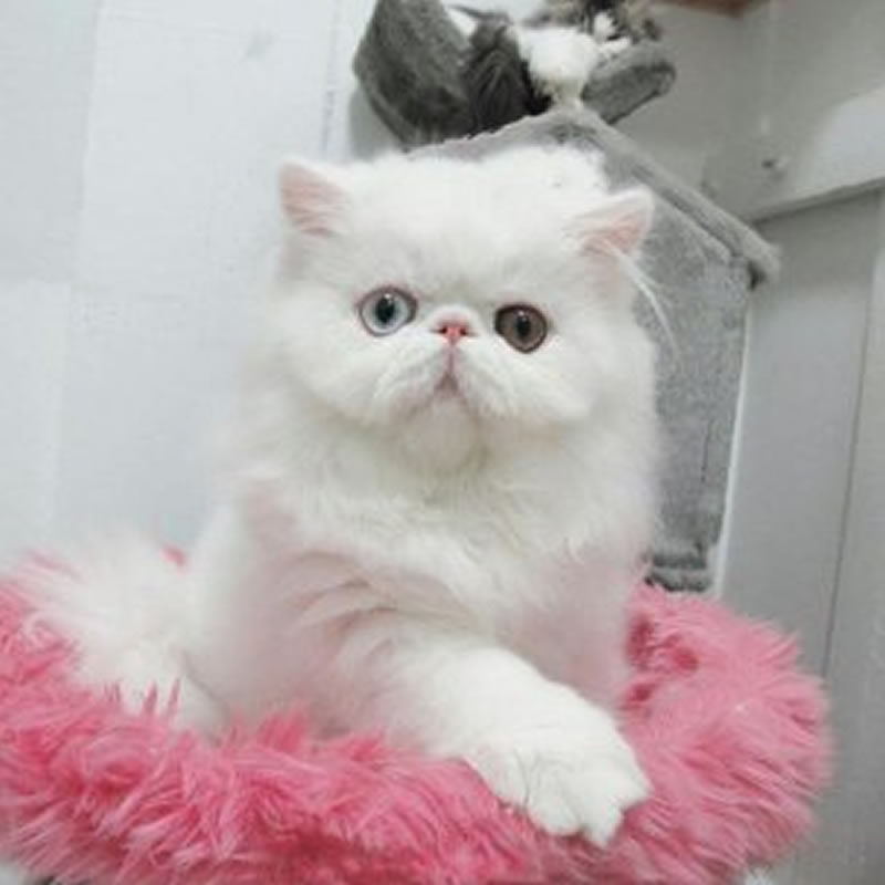 点击大图看下一张：白白胖胖的猫咪图片