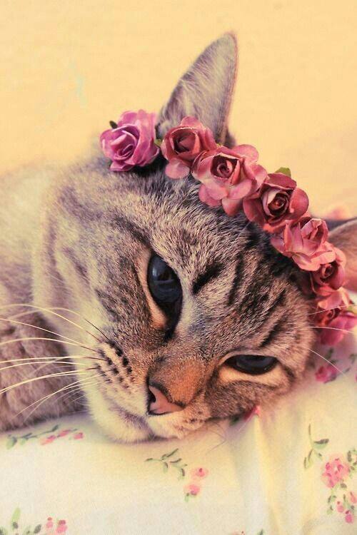 点击大图看下一张：猫咪配上花环太美了