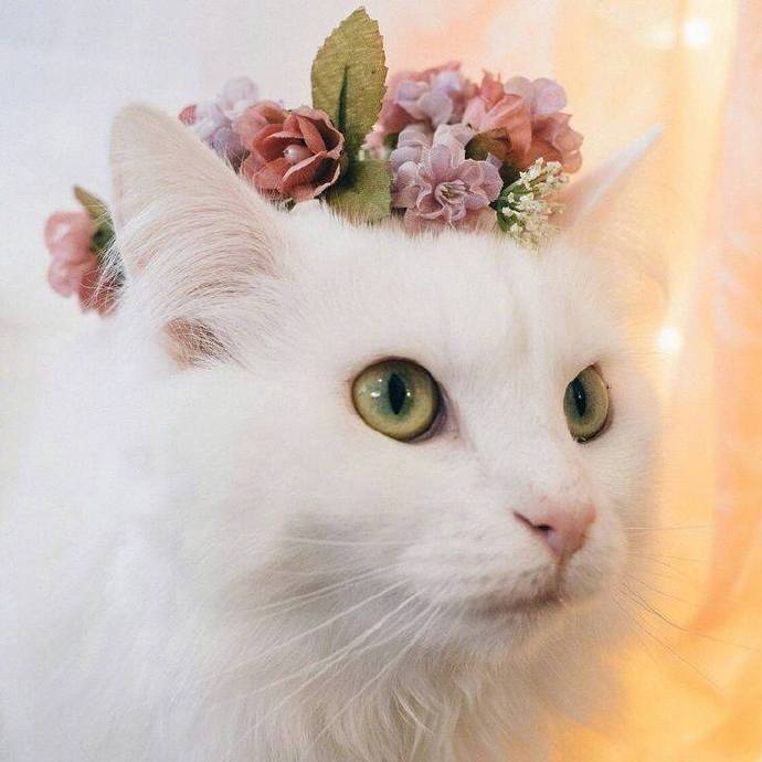 点击大图看下一张:猫咪配上花环太美了