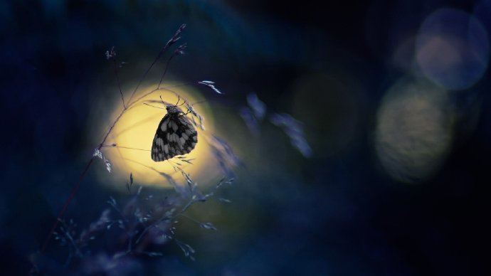点击大图看下一张：梦幻唯美的蝴蝶摄影高清美图 ​​​​