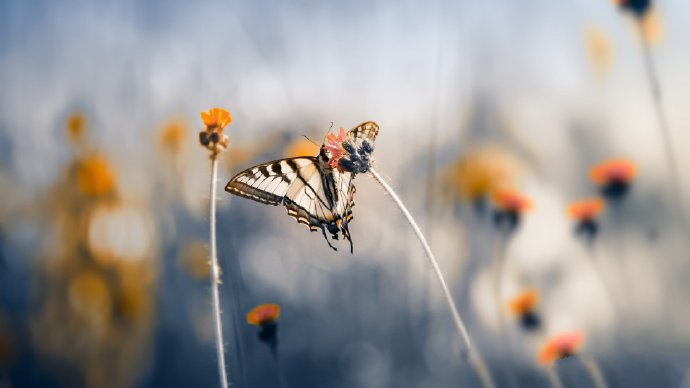 点击大图看下一张：梦幻唯美的蝴蝶摄影高清美图 ​​​​