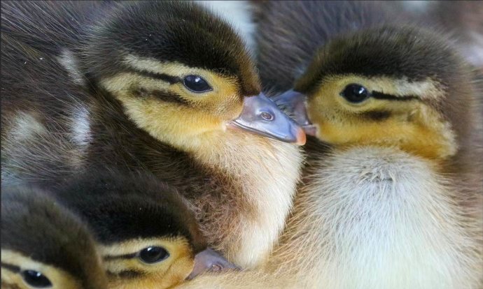 点击大图看下一张：一组超级可爱的灰色小鸭子图片
