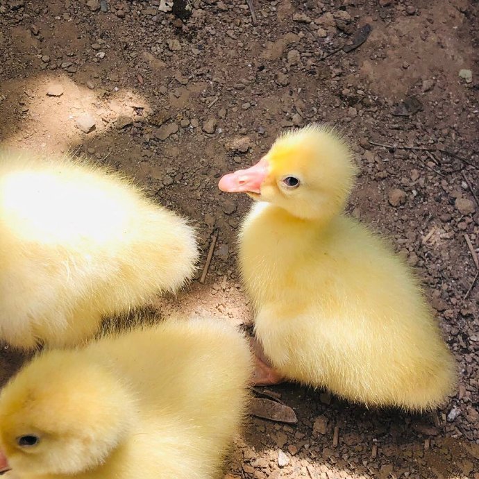 点击大图看下一张：一组超级可爱的小鸭子图片