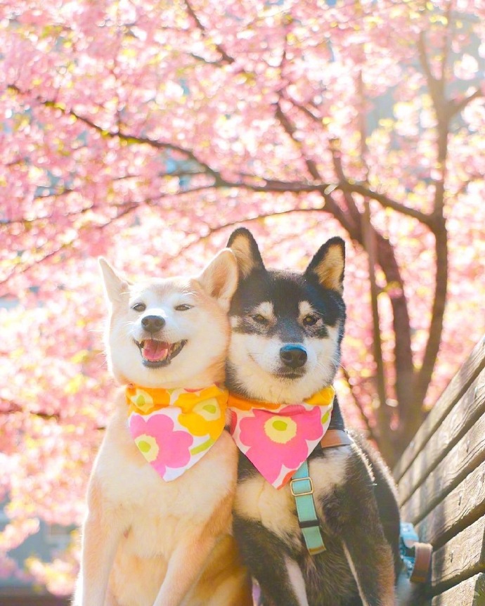 点击大图看下一张：相亲相爱的两只狗狗图片