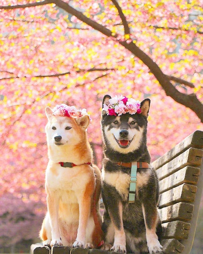 点击大图看下一张：相亲相爱的两只狗狗图片
