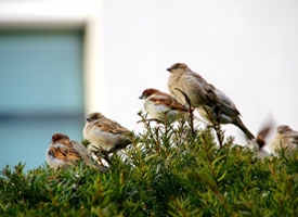 小型鸟类——树麻雀图片