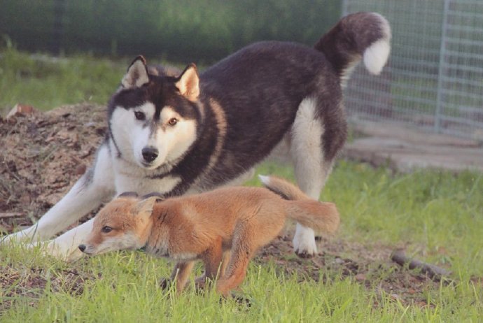 点击大图看下一张：一组狐狸和哈士奇的图片欣赏