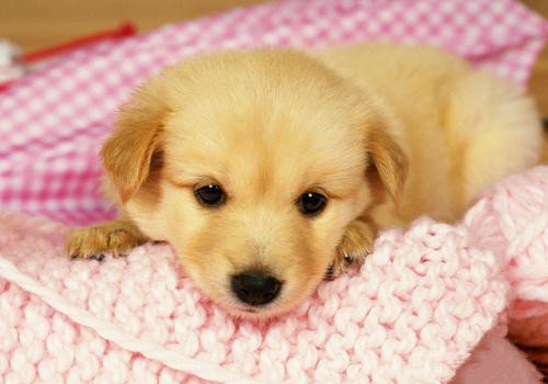 点击大图看下一张：一组可爱金毛幼犬图片欣赏