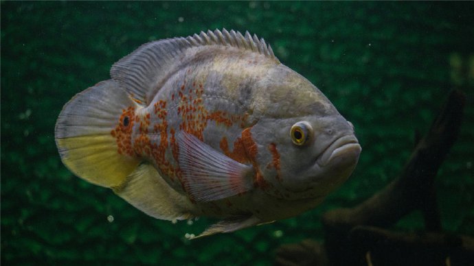 点击大图看下一张:漂亮的海洋鱼类高清图片