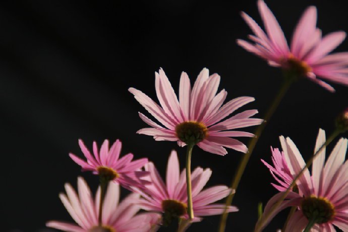 点击大图看下一张：陽光里静静地綻放的粉色花朵