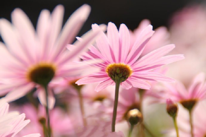 点击大图看下一张：陽光里静静地綻放的粉色花朵