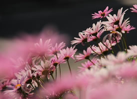 陽光里静静地綻放的粉色花朵