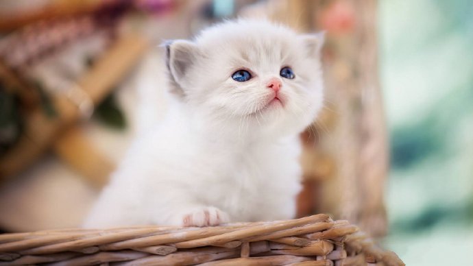点击大图看下一张：清新可爱猫咪唯美摄影图片