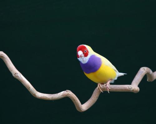 点击大图看下一张：“鸟中美男子”之称的七彩文鸟