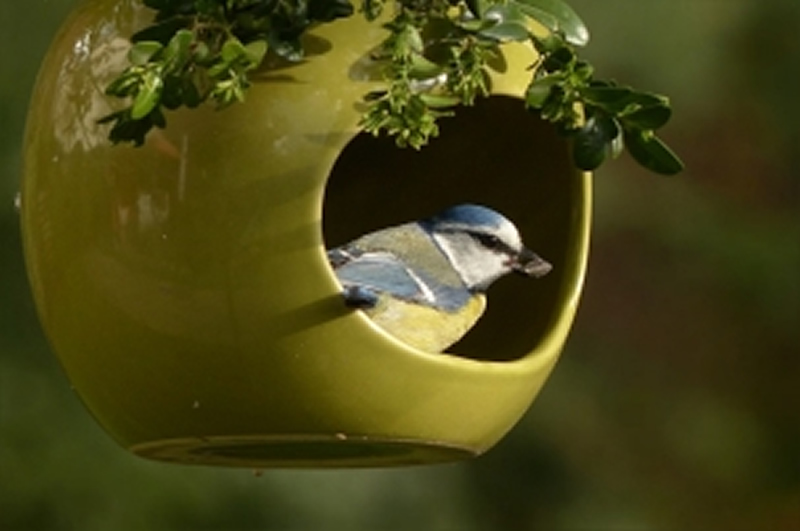 点击大图看下一张：观赏鸟蓝山雀图片