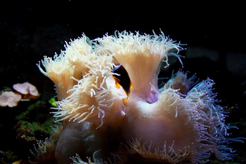 点击大图看下一张：热带珊瑚里的彩鱼图片
