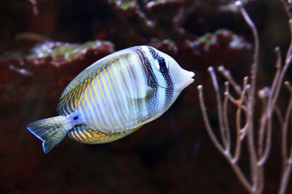 点击大图看下一张：热带珊瑚里的彩鱼图片