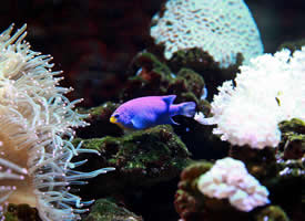 热带珊瑚里的彩鱼图片