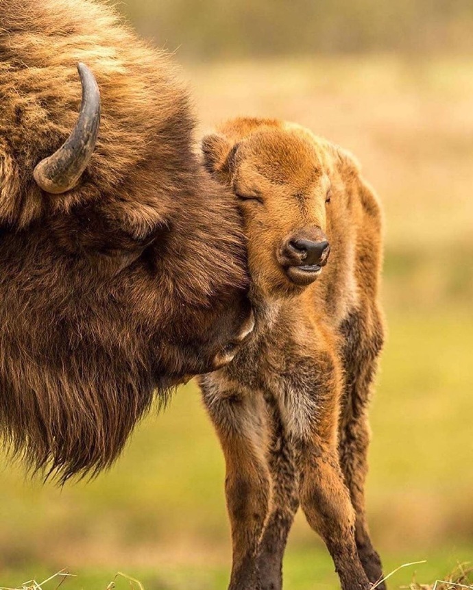 点击大图看下一张：来自野生动物伟大的母爱