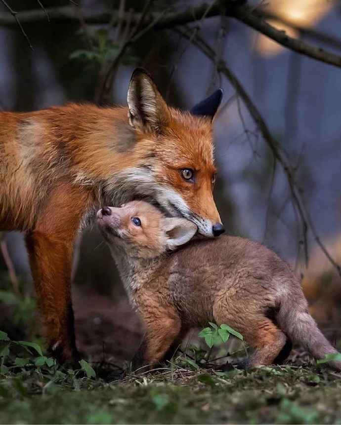 点击大图看下一张：来自野生动物伟大的母爱
