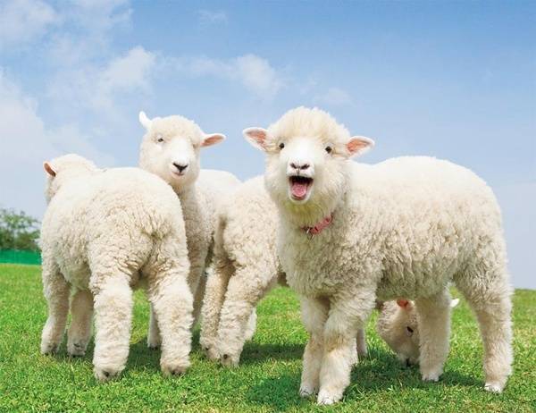 点击大图看下一张：绿地上超可爱治愈的小羊
