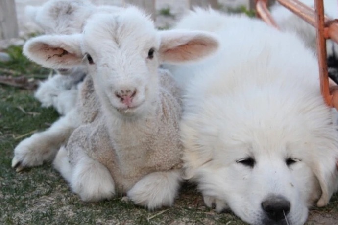 点击大图看下一张：一组可爱活泼的小绵羊