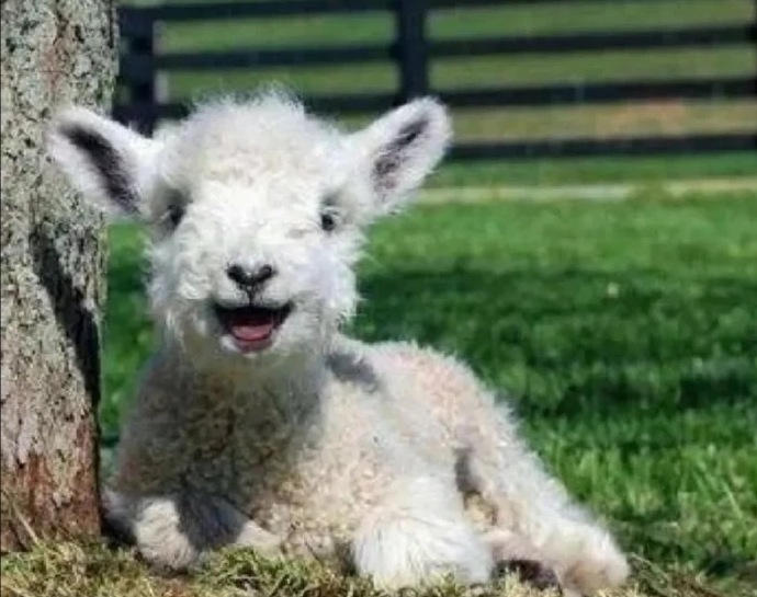 点击大图看下一张：一组可爱活泼的小绵羊