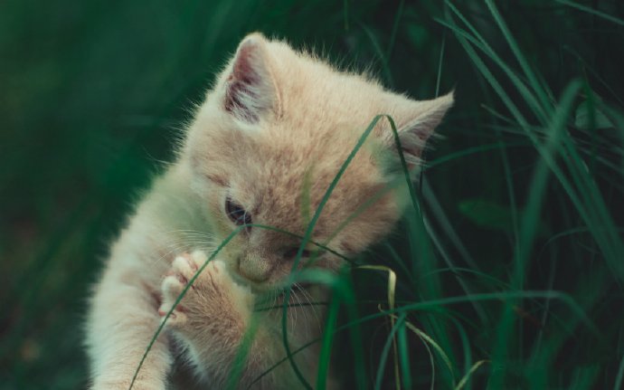 点击大图看下一张：可爱萌宠之猫咪摄影美图