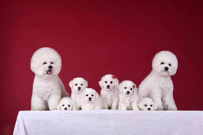 点击大图看下一张：一群可爱的小狗狗图片欣赏