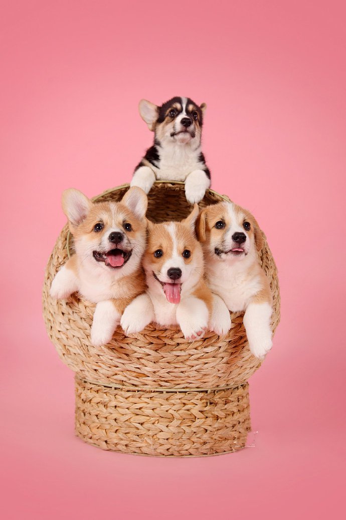 点击大图看下一张：一群可爱的小狗狗图片欣赏