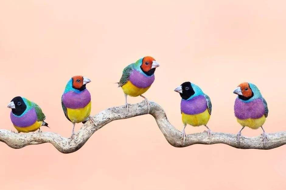 点击大图看下一张：惹人喜爱的七彩文鸟图片