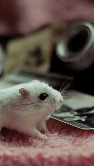 点击大图看下一张：萌宠动物可爱仓鼠图片