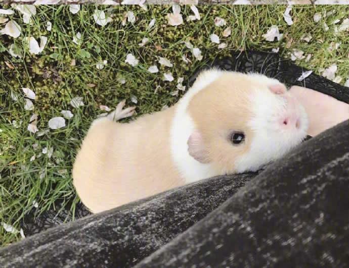 点击大图看下一张：一组超可爱乖萌的荷兰猪图片