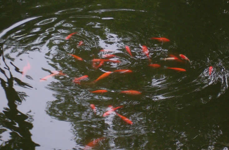 点击大图看下一张：池子里漂亮的锦鲤图片