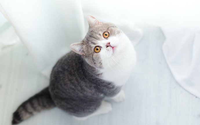点击大图看下一张：可爱的猫咪摄影美图