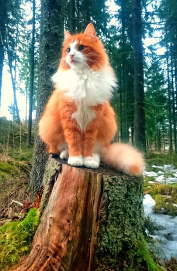 点击大图看下一张：美丽的挪威森林猫图片