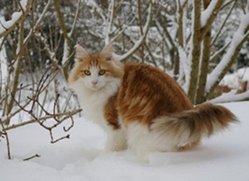 美丽的挪威森林猫图片